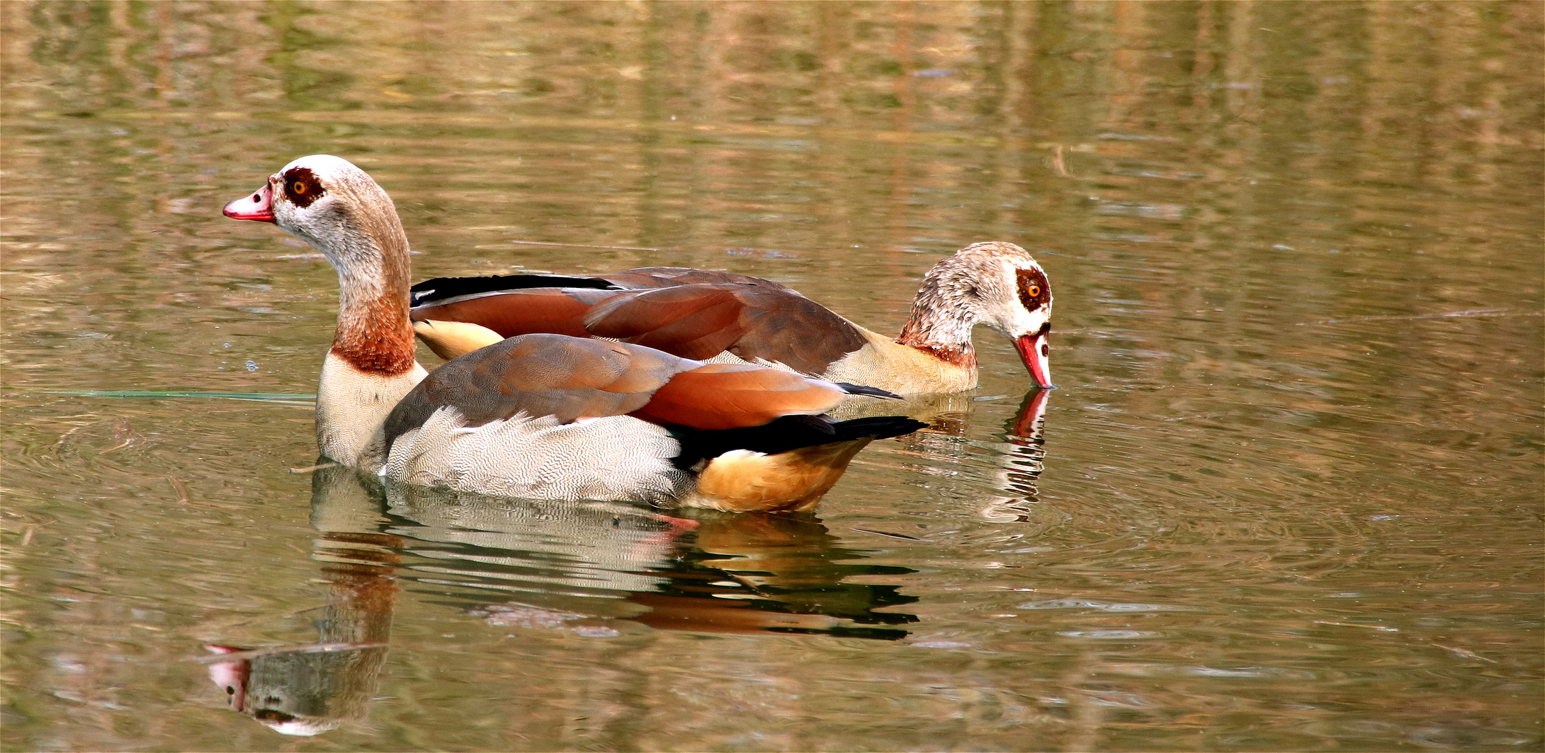 Nilgänse