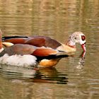 Nilgänse