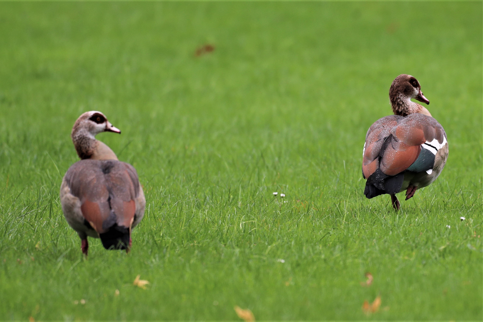 Nilgänse