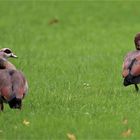 Nilgänse