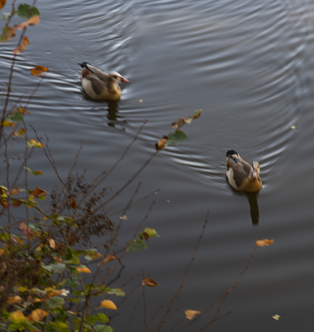 Nilgänse