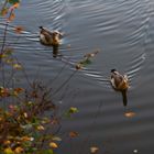 Nilgänse