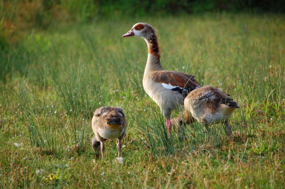 Nilgänse