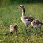 Nilgänse