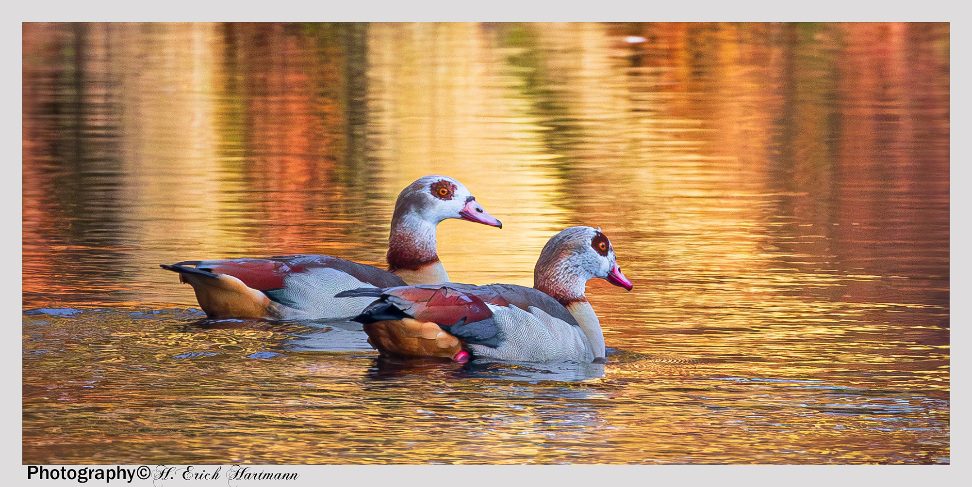 Nilgänse