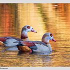 Nilgänse