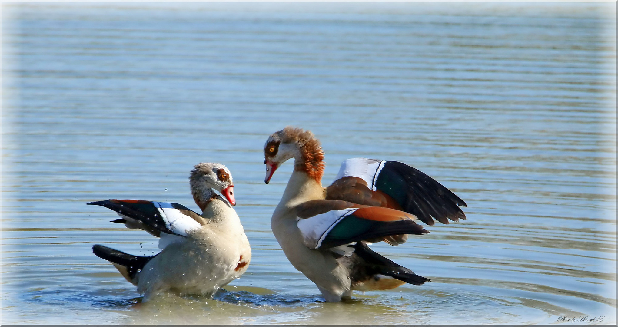 Nilgänse