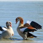 Nilgänse