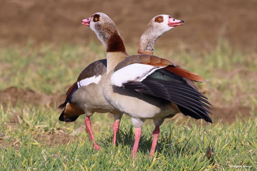 Nilgänse