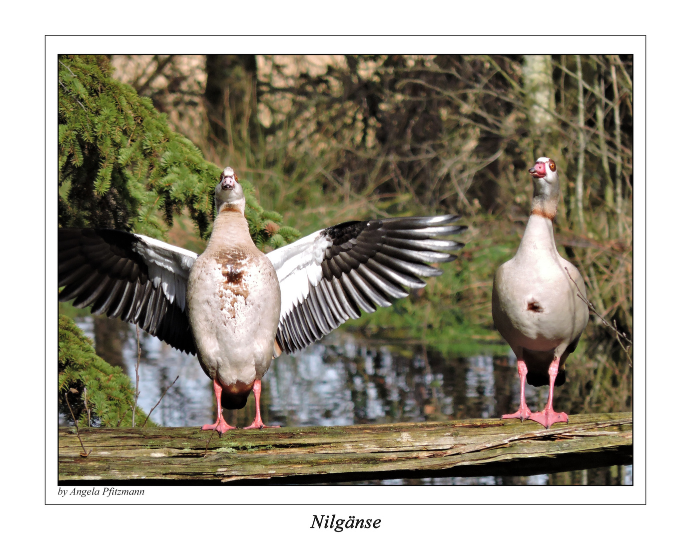 Nilgänse 1