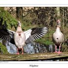 Nilgänse 1