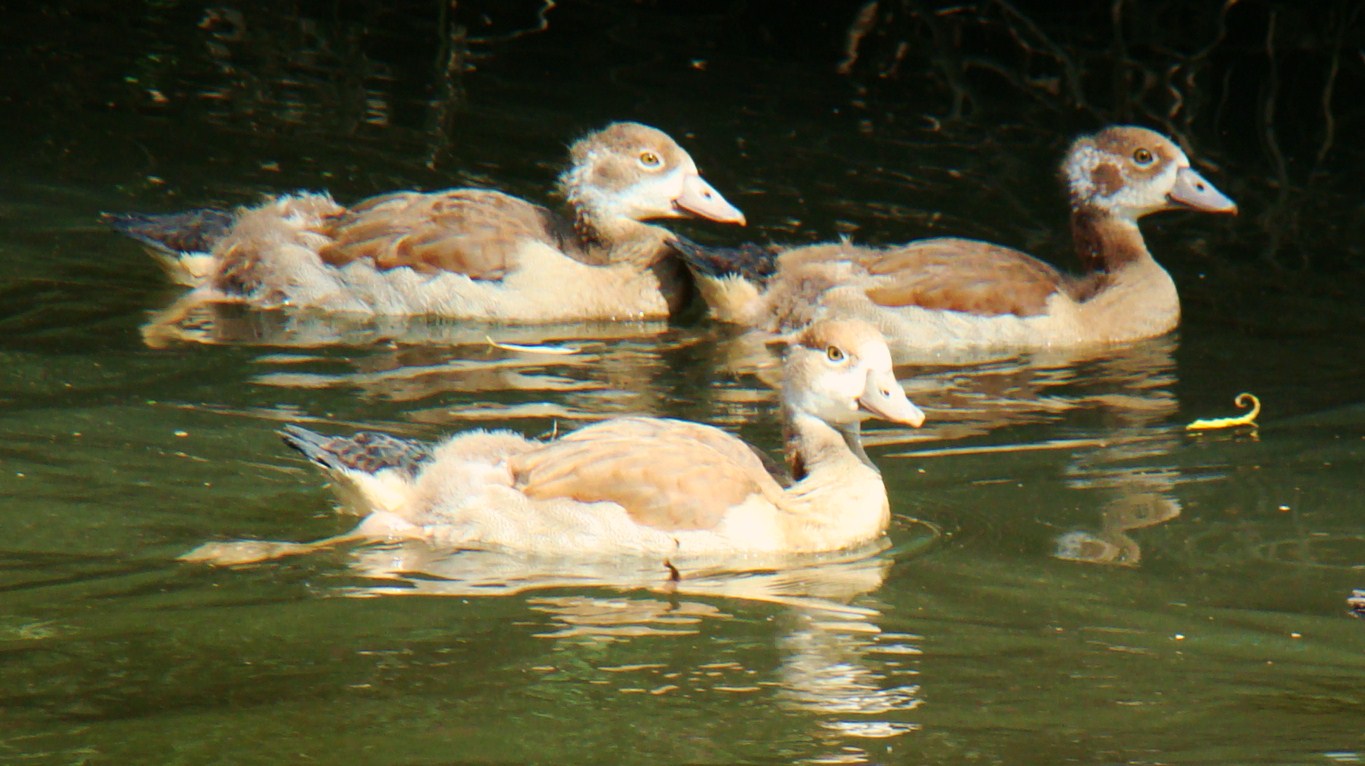 nilgänse 1