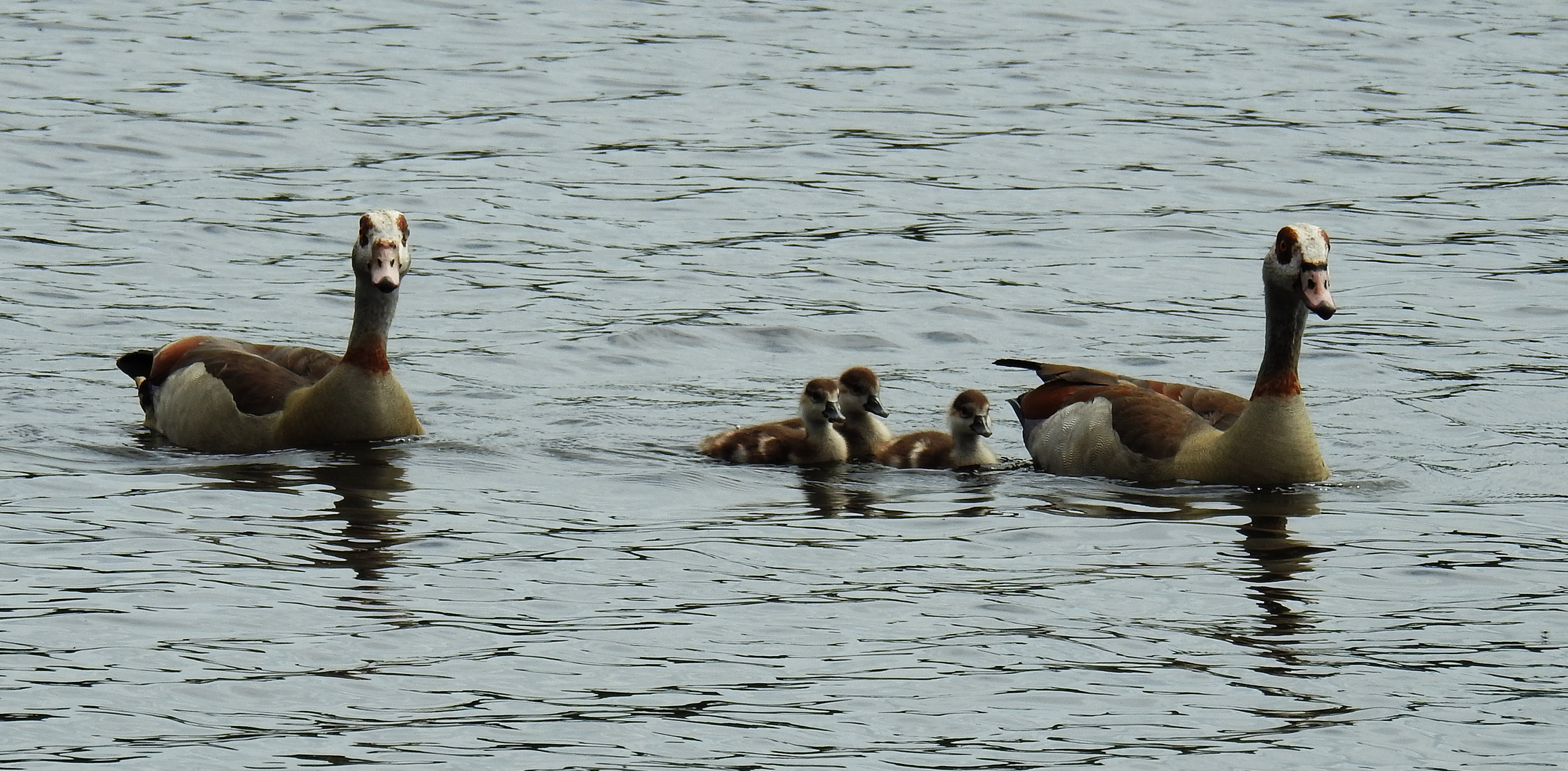 Nilgänse 1