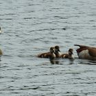 Nilgänse 1