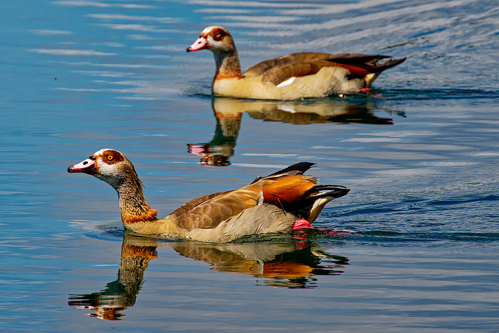 Nilgänse 1