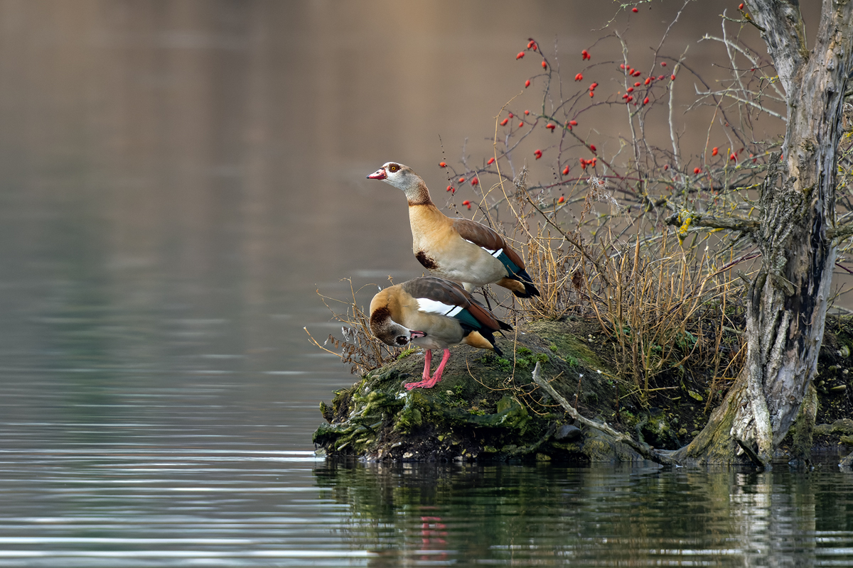 Nilgänse