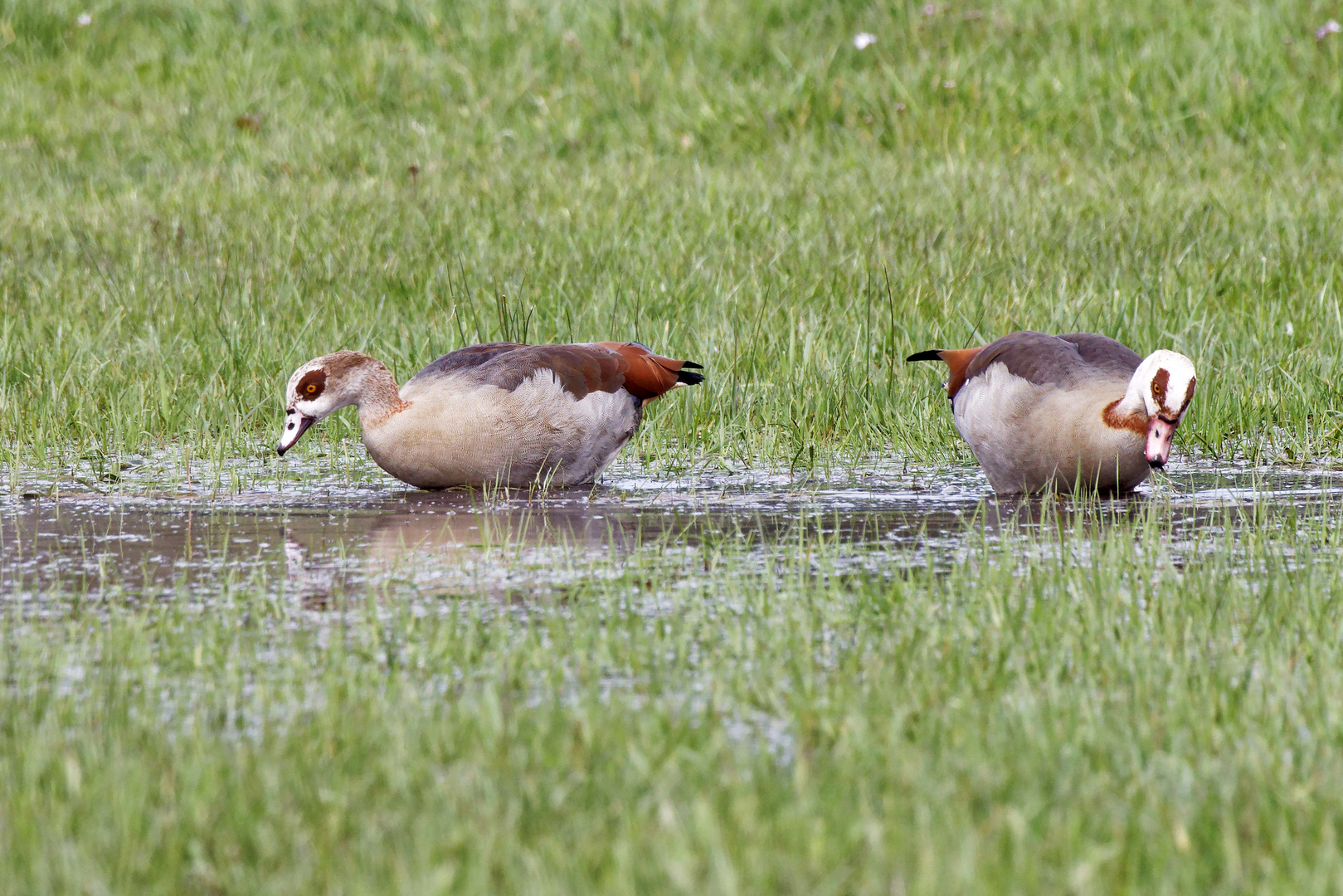 Nilgänse