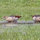 Nilgänse