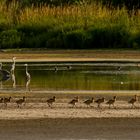 Nilgänse