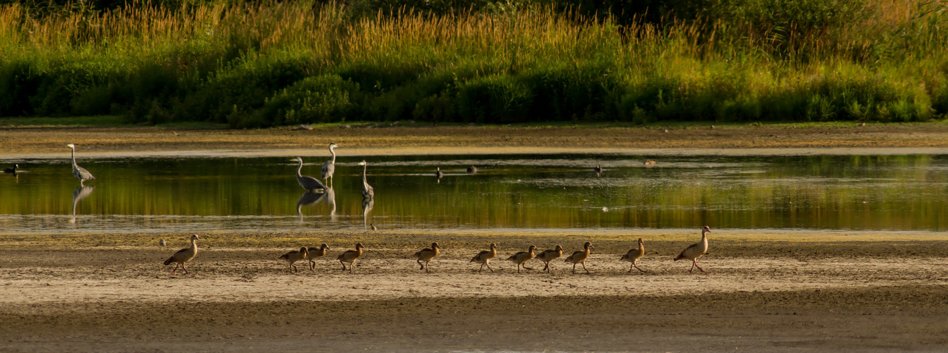 Nilgänse