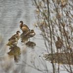 Nilgänse