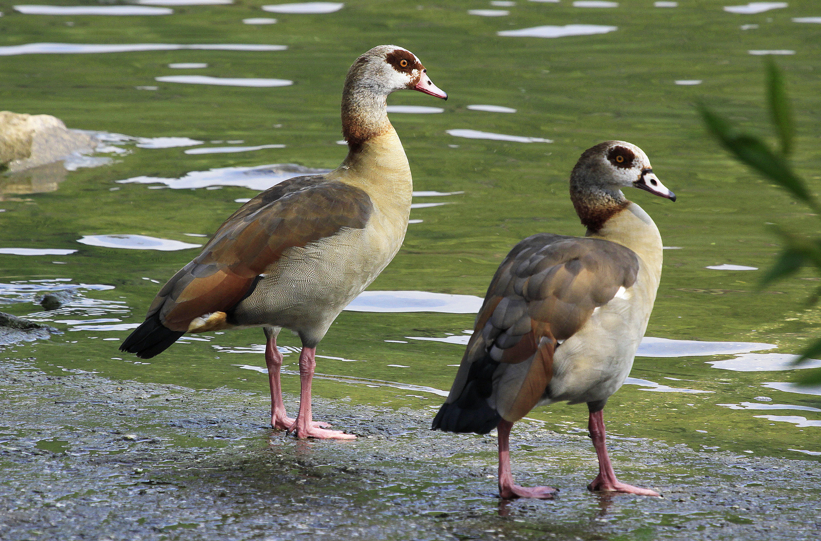 nilgänse