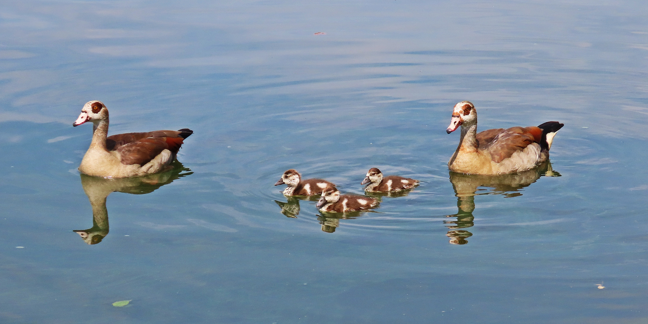 Nilgänse (17.08.2022)