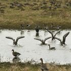 Nilgänse