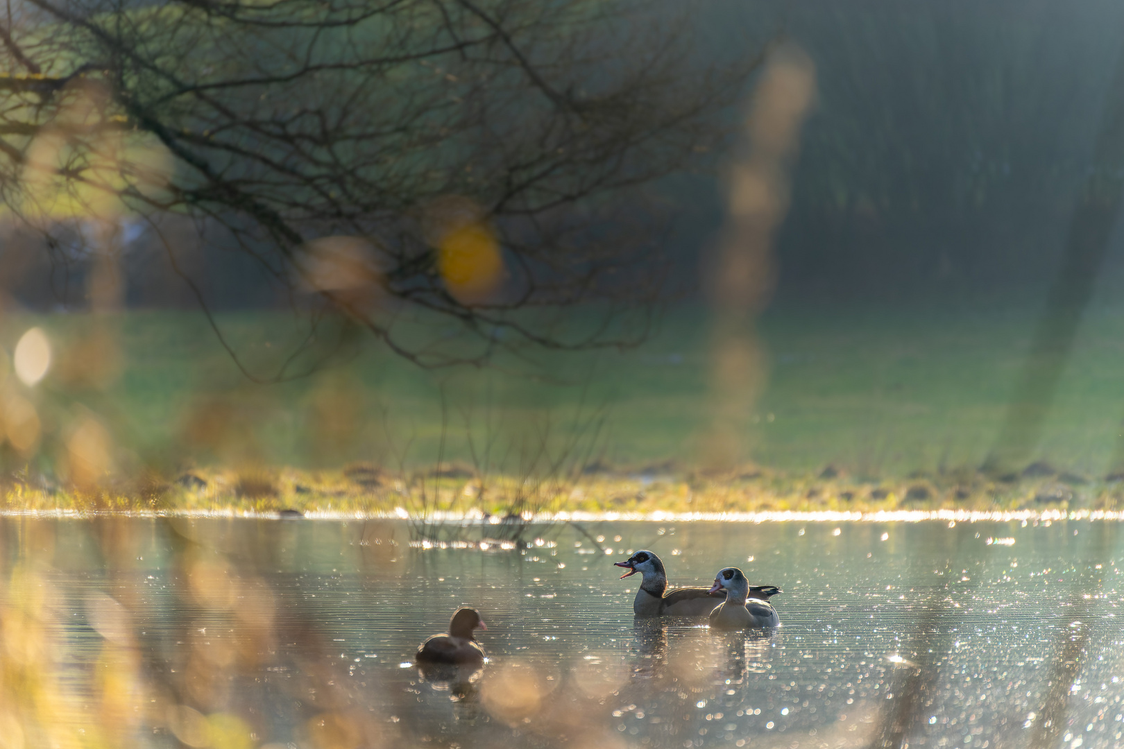 Nilgänse