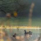 Nilgänse