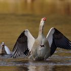 Nilgänse