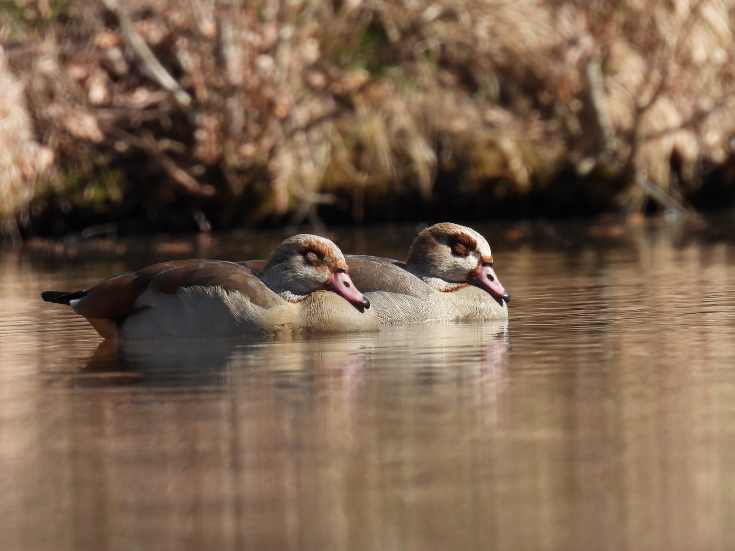 Nilgänse