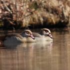 Nilgänse