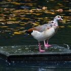 Nilgänse