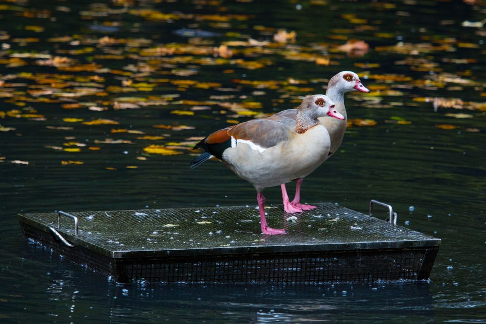 Nilgänse