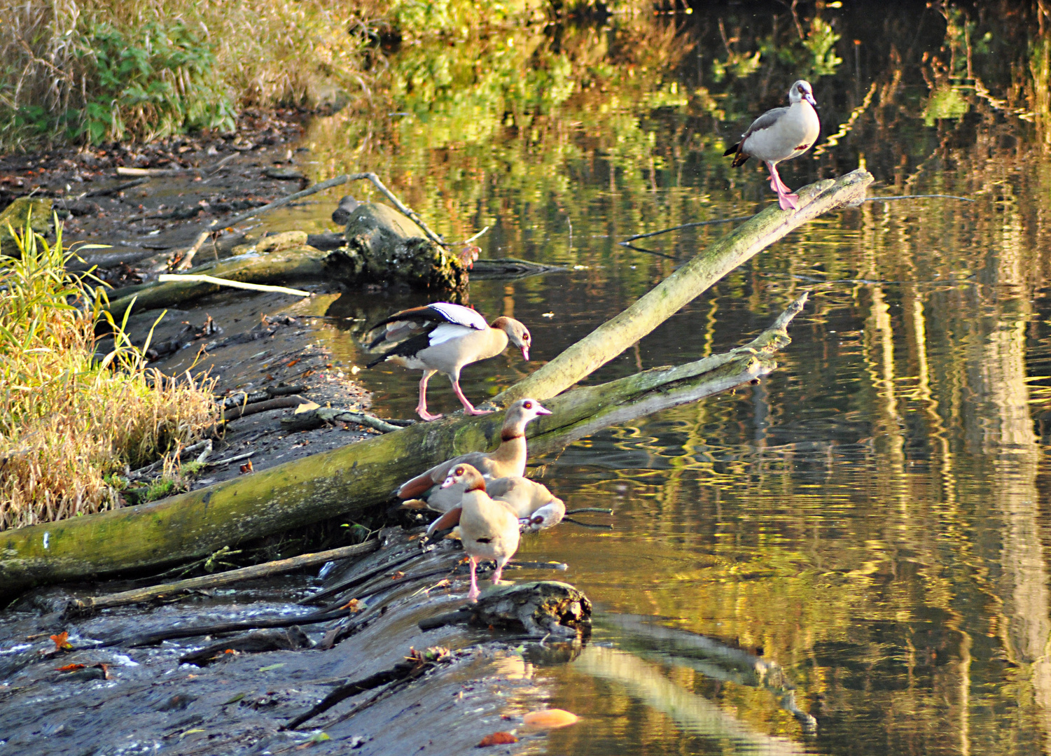 Nilgänse