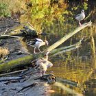 Nilgänse