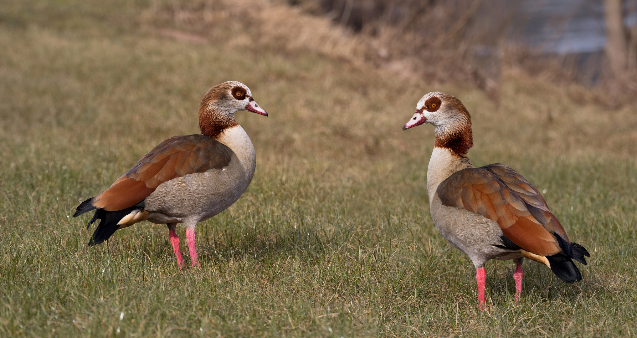 nilgänse