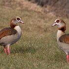 nilgänse