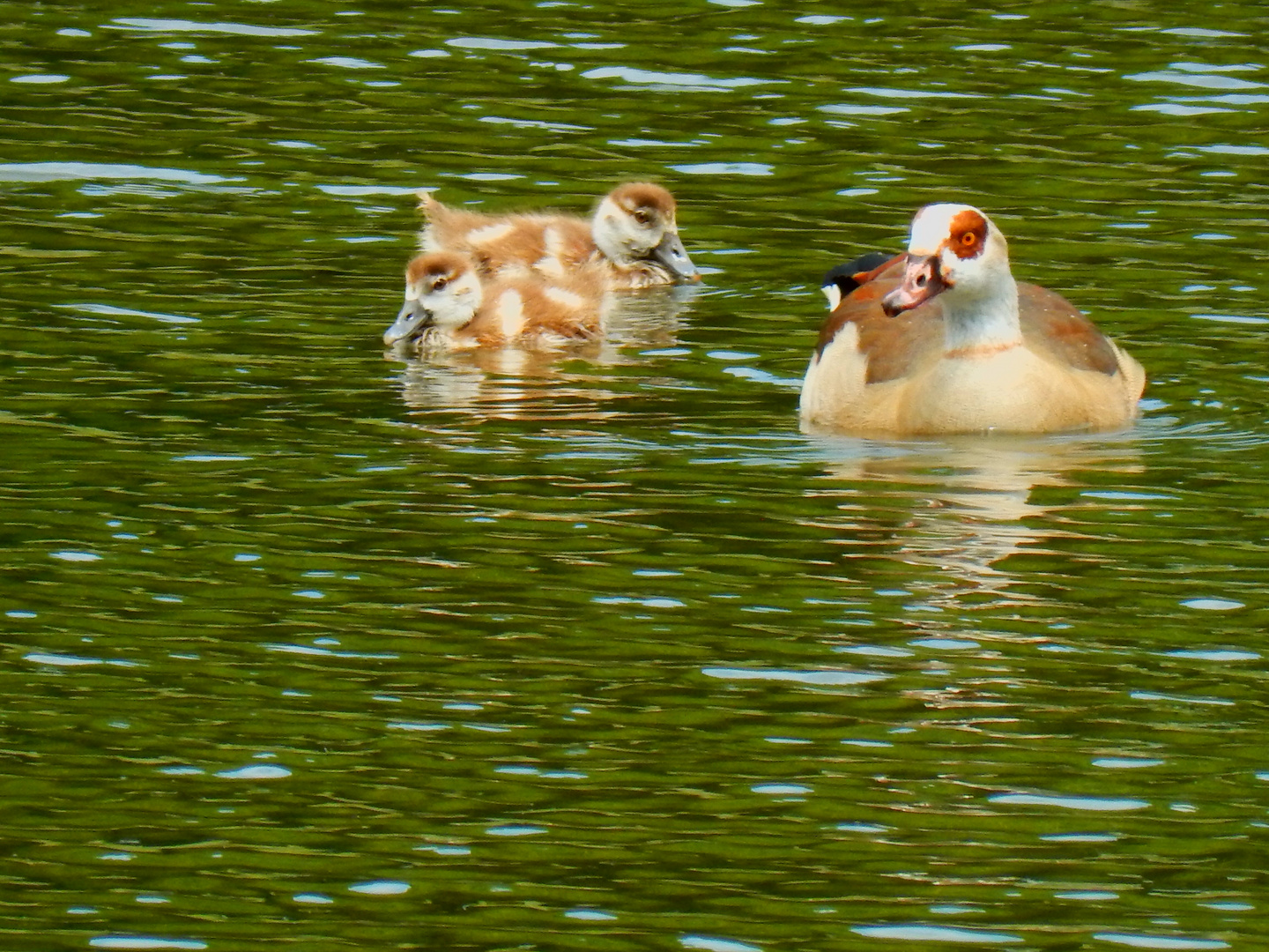 Nilgänse