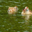 Nilgänse