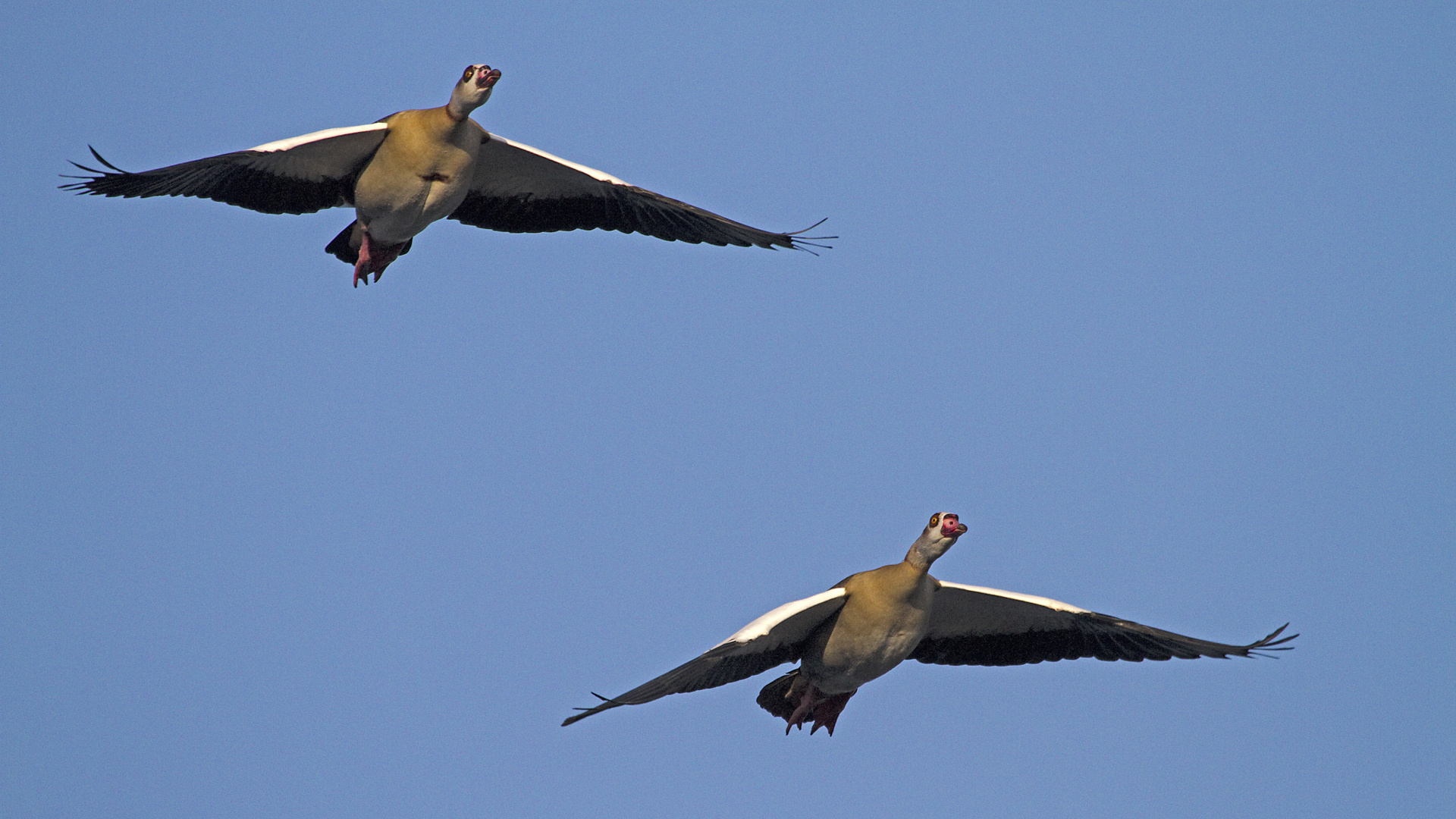 Nilgänse