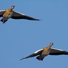 Nilgänse