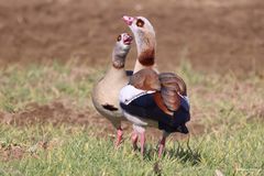 Nilgänse