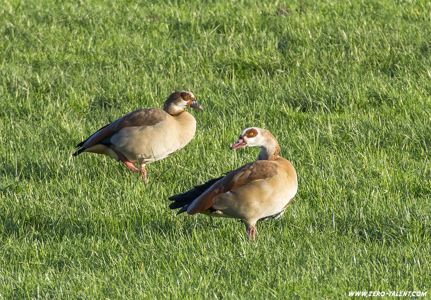 Nilgänse