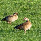 Nilgänse