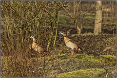 Nilgänse