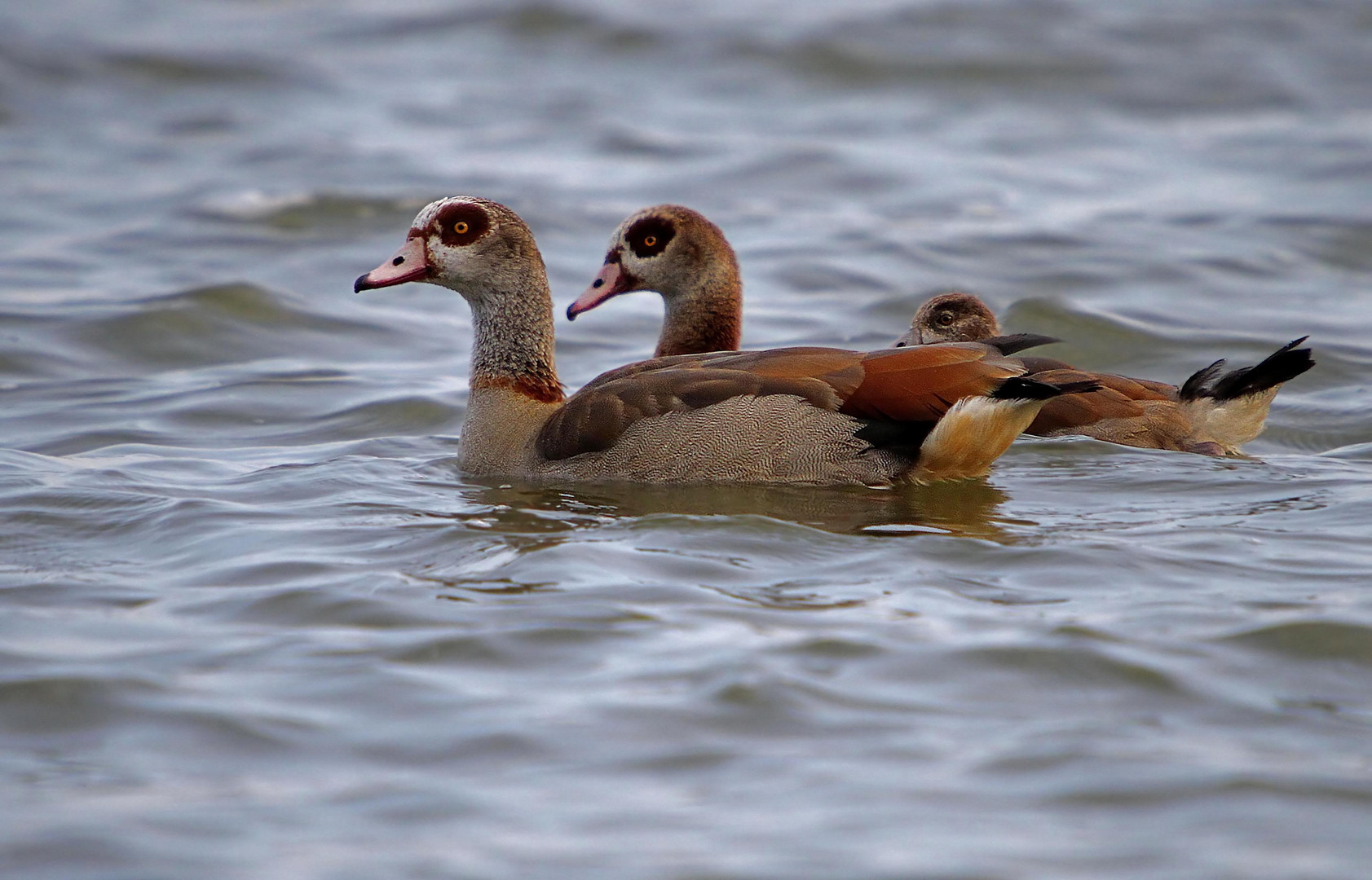 Nilgänse