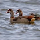 Nilgänse