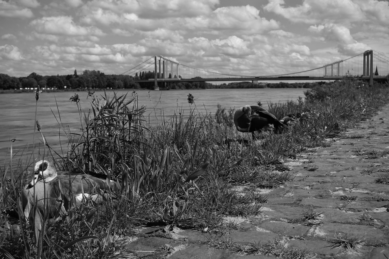 Nilgänse